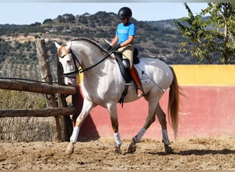 PRE, Hengst, 5 Jahre, 165 cm, Pearl