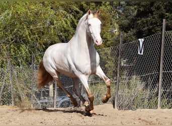 PRE, Hengst, 5 Jahre, 165 cm, Pearl
