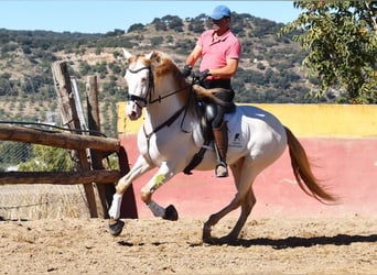 PRE, Hengst, 5 Jahre, 165 cm, Pearl
