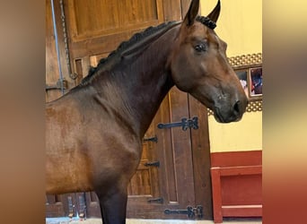 PRE Mix, Hengst, 5 Jahre, 165 cm, Rotbrauner