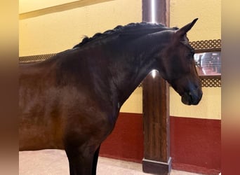 PRE Mix, Hengst, 5 Jahre, 165 cm, Rotbrauner