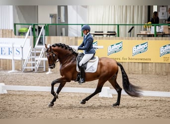 PRE Mix, Hengst, 5 Jahre, 165 cm, Rotbrauner PRE Mix, Hengst, 5 Jahre, 165 cm, Rotbrauner