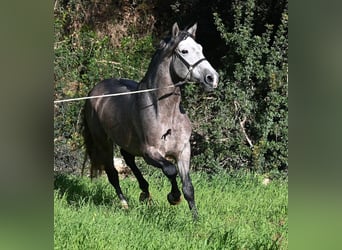 PRE Mix, Hengst, 5 Jahre, 165 cm, Schimmel