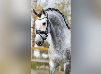 PRE Mix, Hengst, 5 Jahre, 165 cm, Schimmel