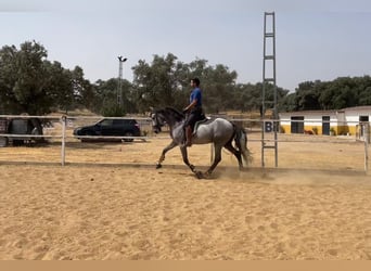 PRE Mix, Hengst, 5 Jahre, 165 cm, Schimmel