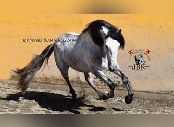 PRE, Hengst, 5 Jahre, 165 cm, Schimmel