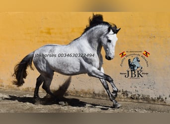 PRE, Hengst, 5 Jahre, 165 cm, Schimmel