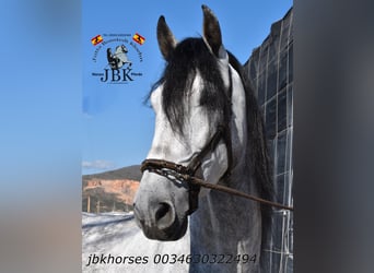 PRE, Hengst, 5 Jahre, 165 cm, Schimmel