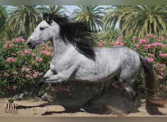 PRE, Hengst, 5 Jahre, 165 cm, Schimmel