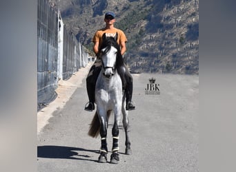 PRE, Hengst, 5 Jahre, 165 cm, Schimmel