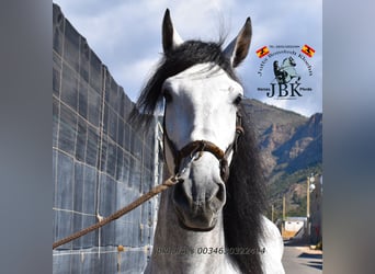 PRE, Hengst, 5 Jahre, 165 cm, Schimmel