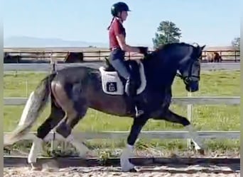 PRE Mix, Hengst, 5 Jahre, 165 cm, Schimmel