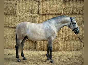 PRE Mix, Hengst, 5 Jahre, 166 cm, Fliegenschimmel