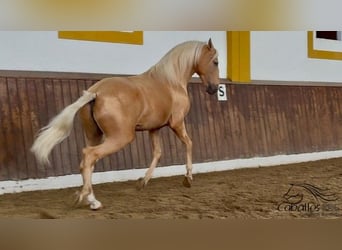 PRE Mix, Hengst, 5 Jahre, 166 cm, Palomino