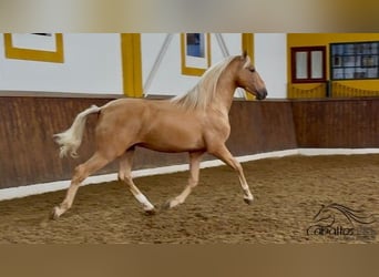 PRE Mix, Hengst, 5 Jahre, 166 cm, Palomino
