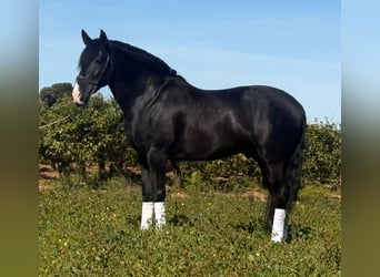 PRE, Hengst, 5 Jahre, 166 cm, Rappe