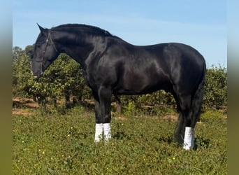 PRE, Hengst, 5 Jahre, 166 cm, Rappe