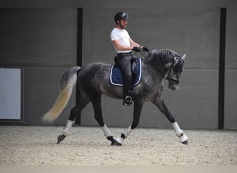 PRE Mix, Hengst, 5 Jahre, 167 cm, Rappschimmel
