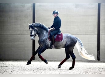 PRE Mix, Hengst, 5 Jahre, 167 cm, Rappschimmel