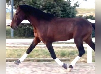 PRE Mix, Hengst, 5 Jahre, 167 cm, Rotbrauner