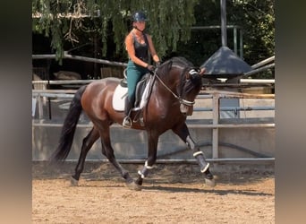 PRE, Hengst, 5 Jahre, 167 cm, Rotbrauner