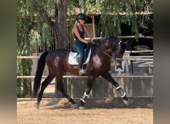 PRE, Hengst, 5 Jahre, 167 cm, Rotbrauner