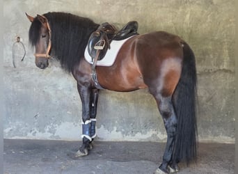 PRE, Hengst, 5 Jahre, 167 cm, Rotbrauner