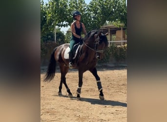 PRE, Hengst, 5 Jahre, 167 cm, Rotbrauner
