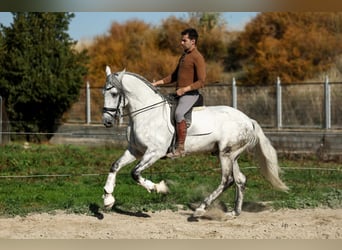 PRE Mix, Hengst, 5 Jahre, 167 cm, Schimmel