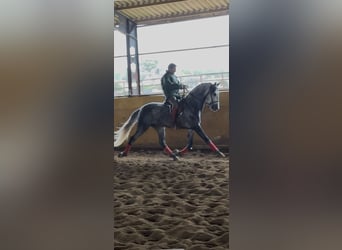 PRE Mix, Hengst, 5 Jahre, 167 cm, Schimmel