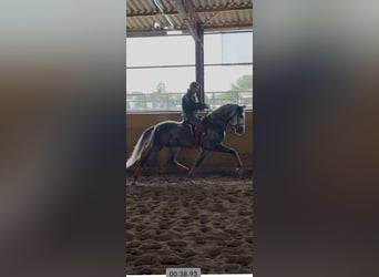PRE Mix, Hengst, 5 Jahre, 167 cm, Schimmel
