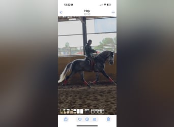 PRE Mix, Hengst, 5 Jahre, 167 cm, Schimmel