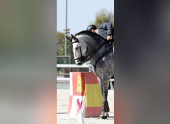 PRE Mix, Hengst, 5 Jahre, 167 cm, Schimmel