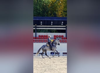 PRE Mix, Hengst, 5 Jahre, 167 cm, Schimmel