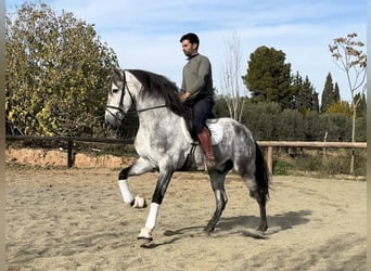 PRE Mix, Hengst, 5 Jahre, 167 cm, Schimmel