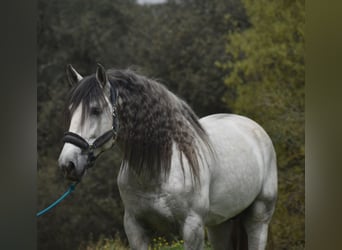 PRE, Hengst, 5 Jahre, 168 cm, Apfelschimmel