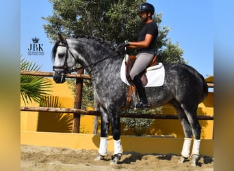 PRE Mix, Hengst, 5 Jahre, 168 cm, Apfelschimmel