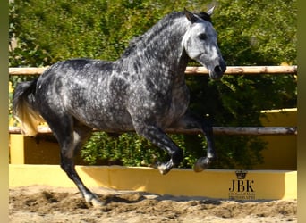 PRE Mix, Hengst, 5 Jahre, 168 cm, Apfelschimmel