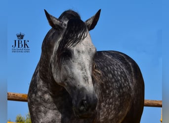 PRE Mix, Hengst, 5 Jahre, 168 cm, Apfelschimmel