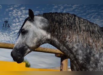 PRE Mix, Hengst, 5 Jahre, 168 cm, Apfelschimmel