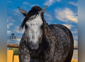 PRE Mix, Hengst, 5 Jahre, 168 cm, Apfelschimmel