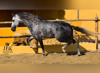 PRE Mix, Hengst, 5 Jahre, 168 cm, Apfelschimmel