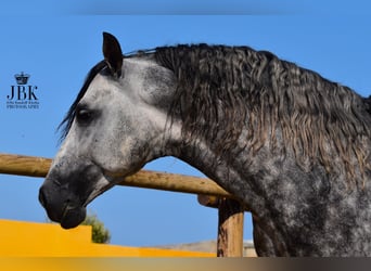 PRE Mix, Hengst, 5 Jahre, 168 cm, Apfelschimmel