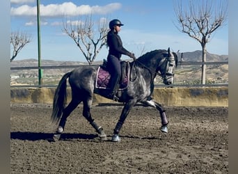 PRE Mix, Hengst, 5 Jahre, 168 cm, Apfelschimmel