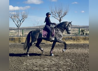 PRE Mix, Hengst, 5 Jahre, 168 cm, Apfelschimmel