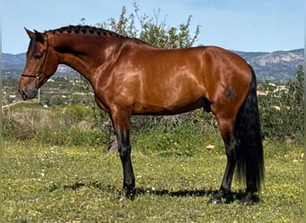 PRE Mix, Hengst, 5 Jahre, 168 cm, Brauner