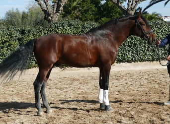 PRE Mix, Hengst, 5 Jahre, 168 cm, Dunkelbrauner