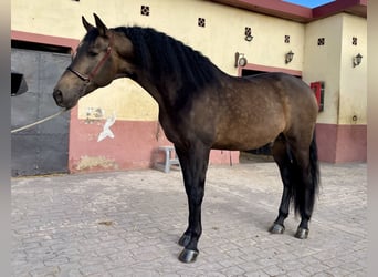 PRE Mix, Hengst, 5 Jahre, 168 cm, Falbe