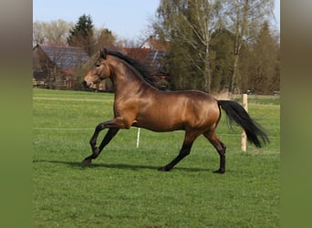 PRE Mix, Hengst, 5 Jahre, 168 cm, Falbe