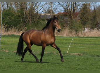 PRE Mix, Hengst, 5 Jahre, 168 cm, Falbe